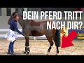 Dein Pferd tritt nach dir? - Tricks & Tipps mit Luuk Teunissen | Wichtige Hinweise | So klappt's!