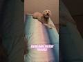 Sisters forever!!! #puppy #viral #fypシ゚viral #cute #shorts #viral #sisters #featureme #subscribe
