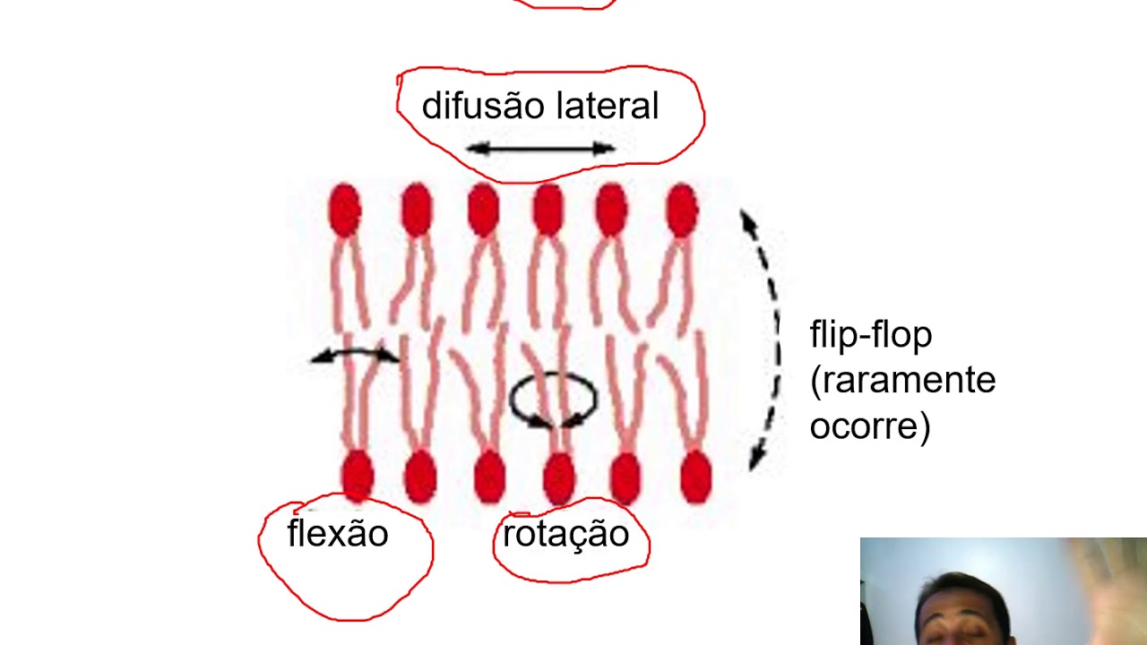 Aula membrana PARTE 1