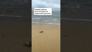 Γκαμπόν: Αγώνας για τη σωτηρία νεογέννητων χελωνών