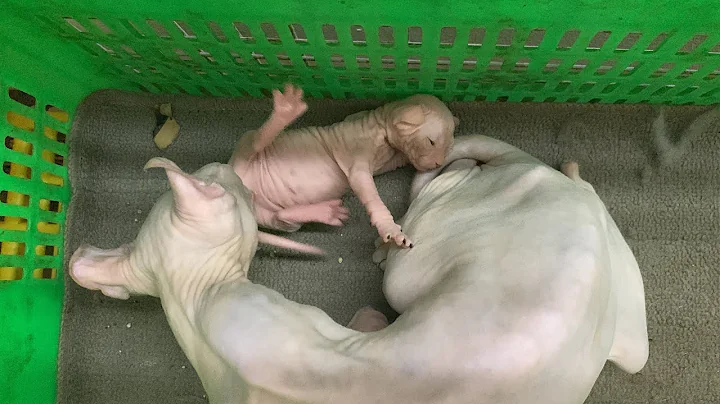 Video 1824171: sphynx cat mom, sphynx cat baby, cat kitten cutekitten
