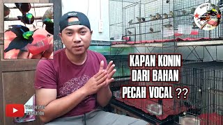 HOW TO CHOOSE RED-BREAST KONIN OMBYOKAN & HOW TO CARE FOR IT