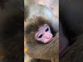 Baby Monkey BO BO Cute Monkey Funny Monkey Smart Monkey Videos #Shorts(3)