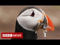 What's happening to puffin numbers off Britain's coast? - BBC News