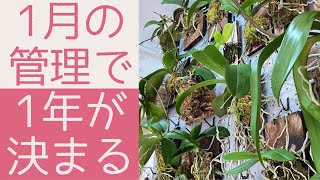 【1月の胡蝶蘭】胡蝶蘭の1年の計は1月の管理にあり！