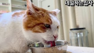 6년 넘게 길냥이로 살아온 고양이에게 깨끗한 물을 주었더니..#straycat #rescue