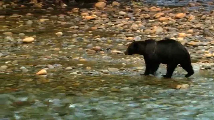 The Great Bear Lodge, British Columbia Canada