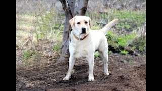 Эта собака пропала 10 лет назад. Но звонок из приюта перевернул историю Эта собака пропала 10 лет назад. Но звонок из приюта перевернул историю