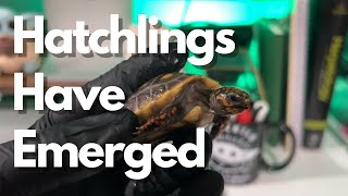 Breeding Redfoot Tortoises & Caring for Hatchlings