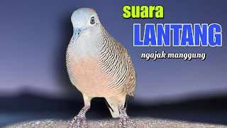 Perkutut Lokal Gacor suara lantang ngajak manggung