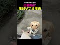 レトリバー「え、みんな僕の名前知ってるの！？絶対僕のこと好きじゃん！！(ｴﾍﾍ)」