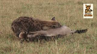 Hyenas: The Misunderstood Hunters of the Wild | Wilderness Explorers Documentary
