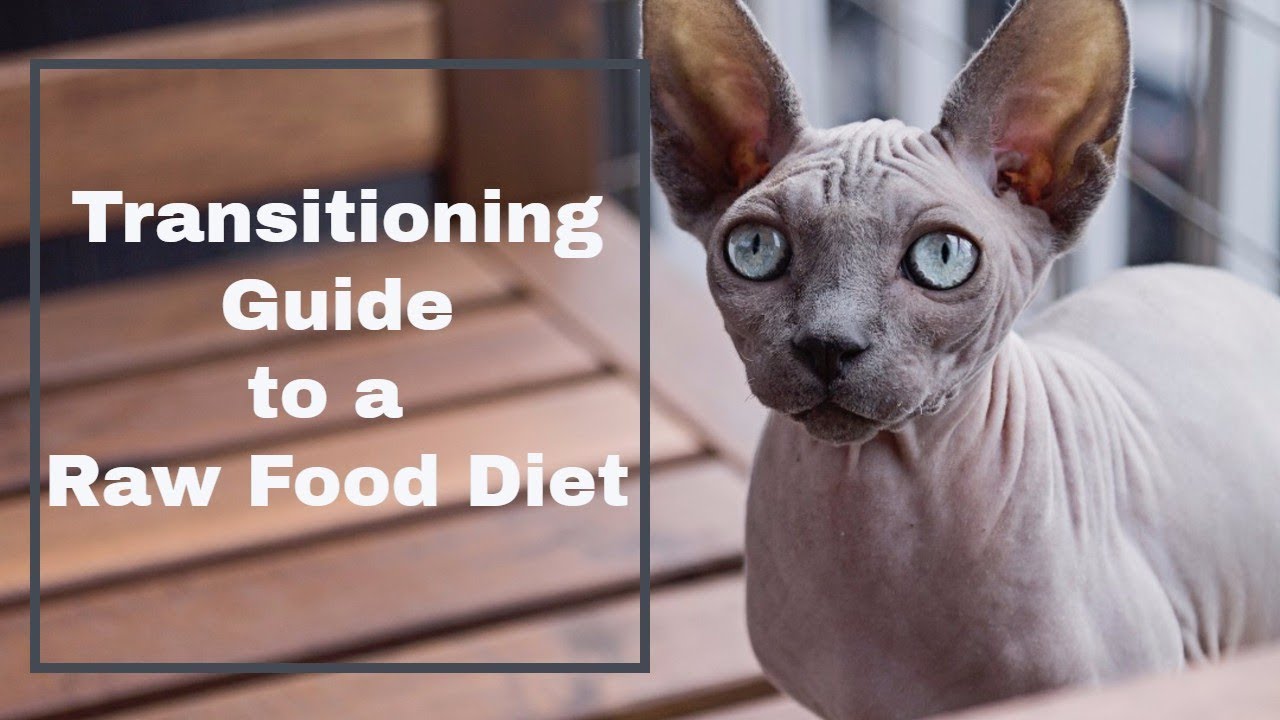 How to Transition Your Cat to RAW FOOD DIET 7137309978 YouTube