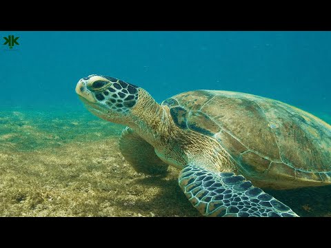 Video: Yeşil Deniz Kaplumbağası Neyle ünlüdür?