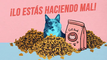 ¿Debo dejar comida a mi gatito por la noche?