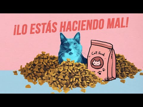 Video: La Mayoría De Los Gatos Gordos Se Mantienen Felices - Veterinario Diario