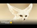 Fennec Fox Adaptations and Diet