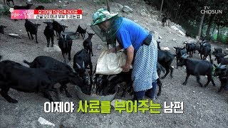 자유롭게 뛰어 노는 염소를 위한 부부의 배려 [엄마의 봄날] 208회 20190908