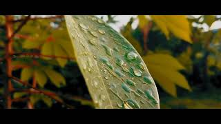 CINEMATIC 30 DETIK | Cinematic Video | suasana pagi setelah hujan | story wa 30 detik
