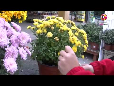 Vídeo: Com Plantar Crisantems