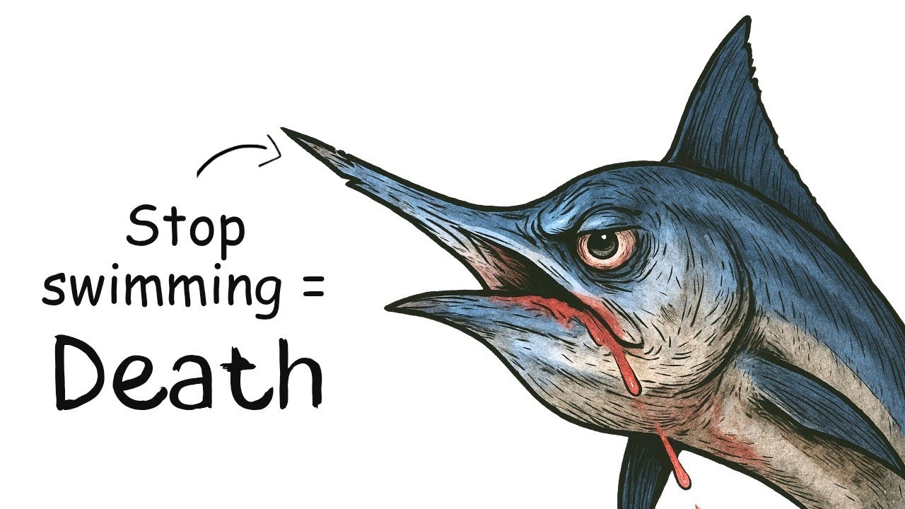Why it Sucks To Be Born As a Marlin