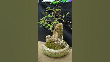Tuyệt tác Hoa trinh nữ bonsai (St)