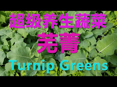 种菜经验分享 | 芜菁--家庭种菜绝不能错过的超级养生蔬菜Turnip Greens Seven Top. (字幕/CC)