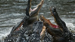 Alligators and Crocodiles ~ Reptile Documentary