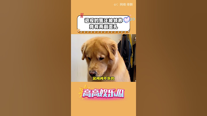 退役的警汪被領養，竟有兩副面孔