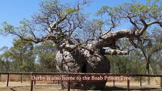 (9a) Road Trip with Gusti from Perth to Darwin: Kimberley - Derby by the Boab Tree