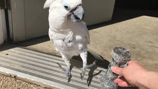 Me and my cockatoo  Our morning