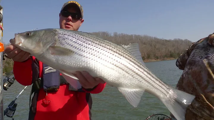 Stripers on Lake Cumberland