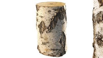 8k birch stump scanned 3d model