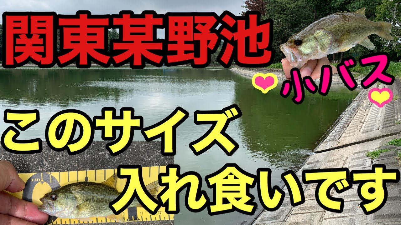 バス釣り 元荒川スモールマウスバス42 減水したこれからが釣れる 関東バス釣りポイント Youtube