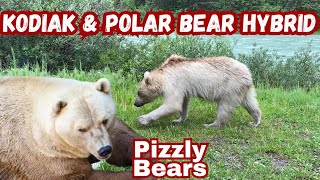 Pizzly Bears: Polar Bear and Kodiak Bear Hybrid
