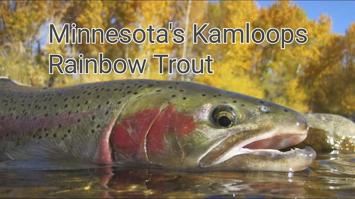 Minnesota's Lake Superior Kamloops Rainbow Trout Stocking Program