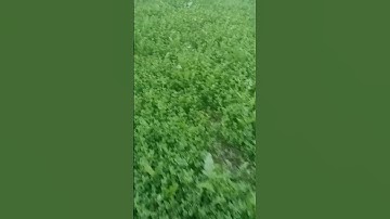 village #shortsvideo