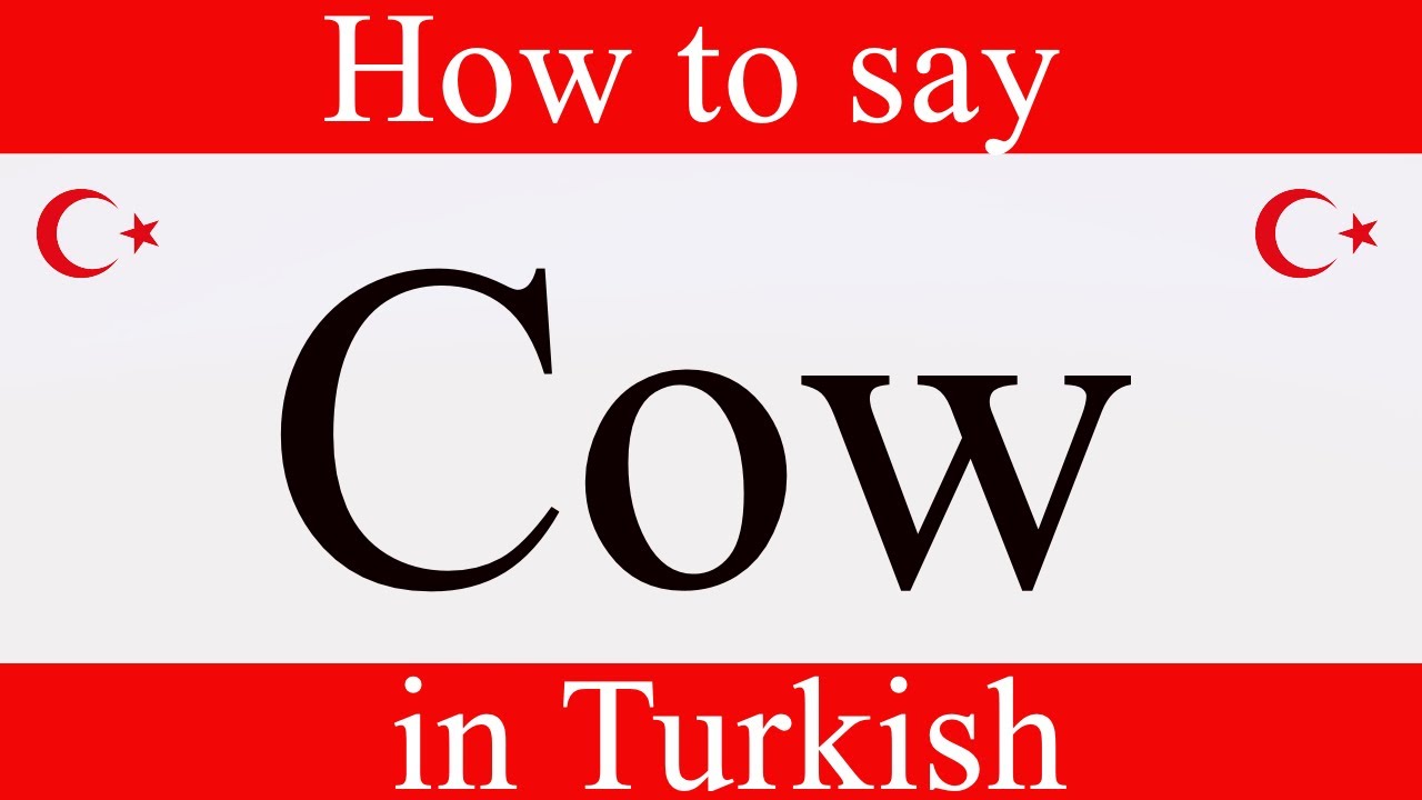 Learn Turkish How To Say Cow In Turkish Learn Turkish Language learn-turkish-how-to-say-cow-in-turkish-learn-turkish-language