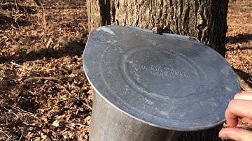 Tapping of sugar maple trees and evidence of sap phenomena
