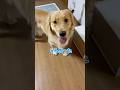 飲み水事情#goldenretriever #ゴールデンレトリバー