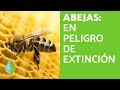 Las ABEJAS en PELIGRO de EXTINCIÓN