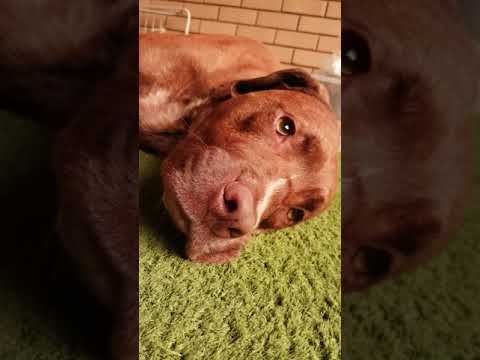 camera iphone 8 plus apk My Dog Indie Sad because its Raining and she cant go to the park and play. 😥