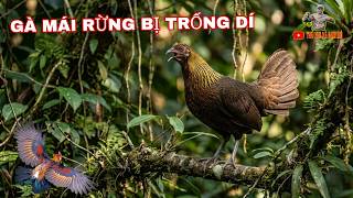 tiếng gà mái rừng bị trống dí kêu cực phê @ThuVuiVaDamMe98