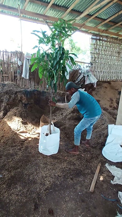 Ternyata begini tehnik pembuatan tabulampot mangga cepat berbuah