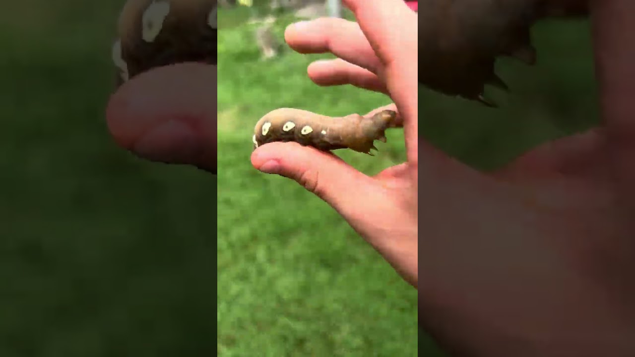 Watch I caught the biggest caterpillar currently  on YouTube Watch I caught the biggest caterpillar currently  on YouTube