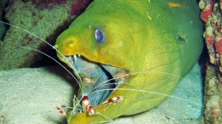 Facts: The Green Moray Eel