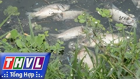 THVL | Người đưa tin 24G: Cá chết nổi trắng trên hồ điều tiết tại Đà Nẵng