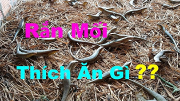 Chăn Nuôi Rắn Mối | Dế Thức Ăn Ưa Thích Của Rắn Mối | MTPL