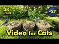 4k tv for cats  all around the mulberry tree  bird and squirrel watching  27