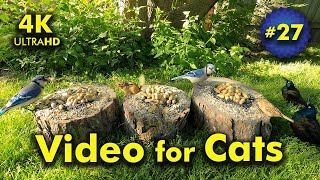 4K TV For Cats | All Around the Mulberry.. Tree! | Bird and Squirrel Watching | Video 27 by Blue Wind Creations 139,886 views 1 year ago 7 hours, 4 minutes